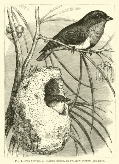 De Australische Bloemvink, of Zwaluw Dicaeum, en Nest door English School