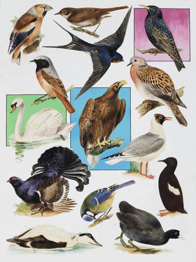 De Vogels van Groot-Brittannië door English School