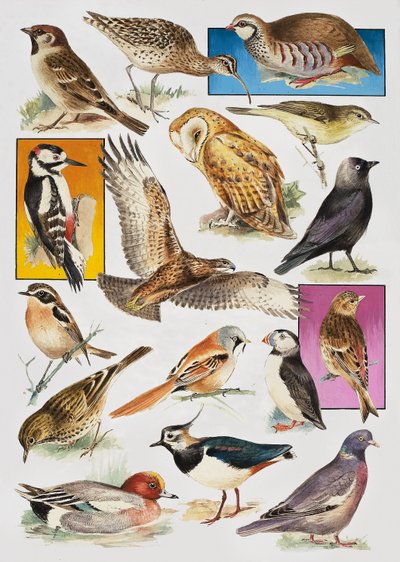 De vogels van Groot-Brittannië door English School