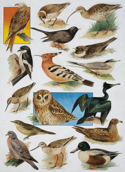 De Vogels van Groot-Brittannië door English School