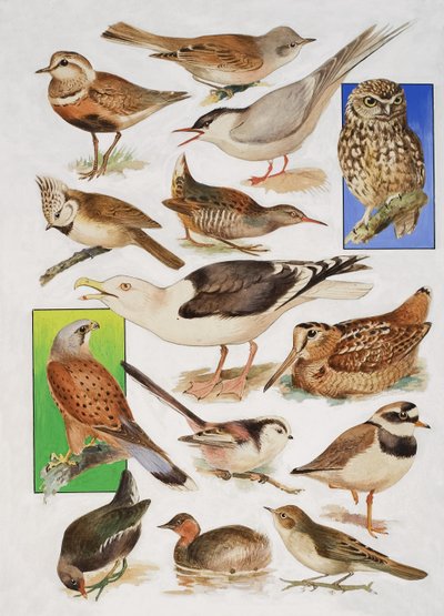 De vogels van Groot-Brittannië door English School