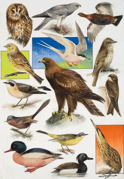 De Vogels van Groot-Brittannië door English School