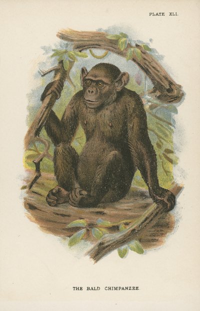 De Blad Chimpansee door English School