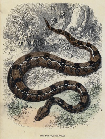 De Boa Constrictor (gekleurde gravure) door English School