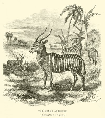 De Bongo Antilope, Trogelaphus albo-virgatus door English School