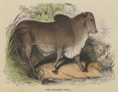 De Brahmaanse stier (gekleurde gravure) door English School