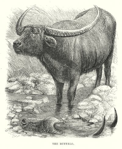 De Buffel (gravure) door English School