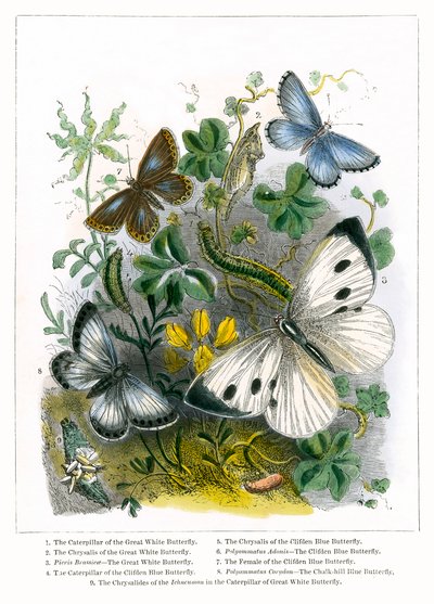Het vlindervivarium (ingekleurde gravure) door English School