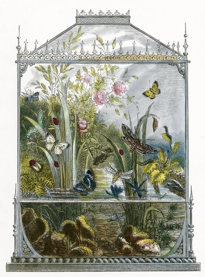 Het vlindervivarium door English School