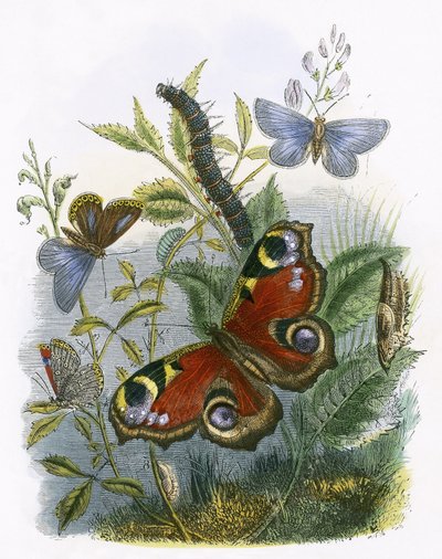 Het vlindervivarium door English School