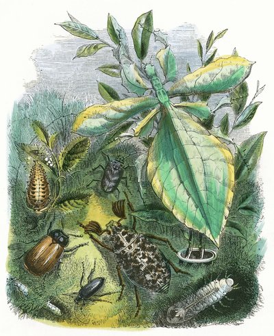 Het Vlindervivarium door English School