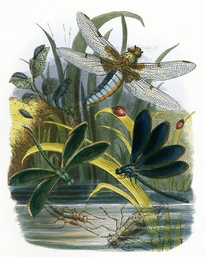 Het vlindervivarium door English School