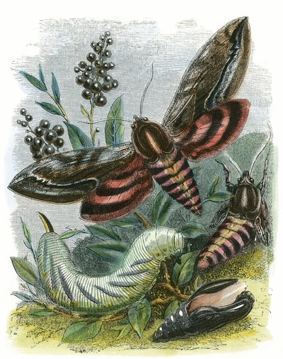 Het vlindervivarium door English School
