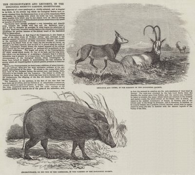 De Choiropotamus en Leucoryx, in de tuinen van de Zoological Society, Regent