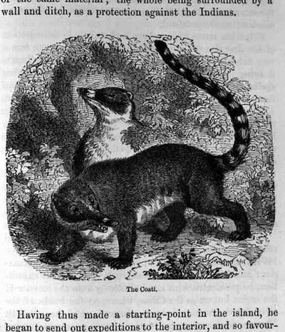 De Coati, uit Santo Domingo vroeger en nu door Samuel Hazard, uitgegeven 1873 door English School