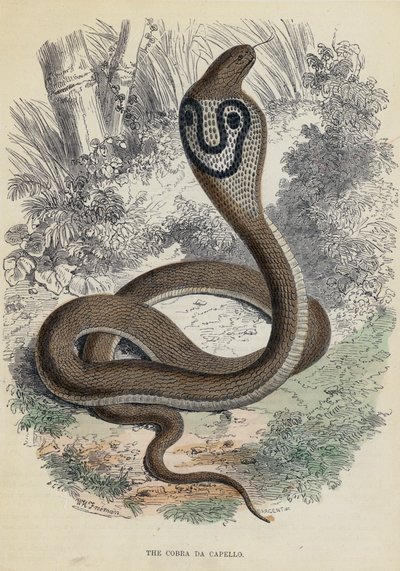 De Cobra Da Capello door English School