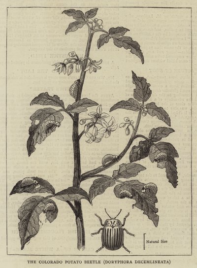 De Coloradokever, Doryphora decemlineata (gravure) door English School