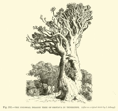 De Kolossale Drakenboom van Orotava op Tenerife door English School