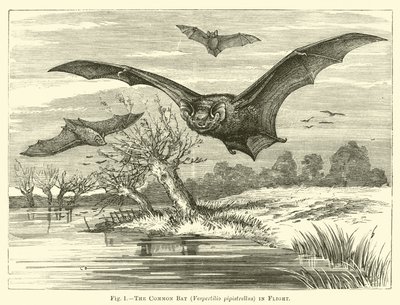 De Gewone Vleermuis, Vespertilio pipistrellus, in Vlucht door English School