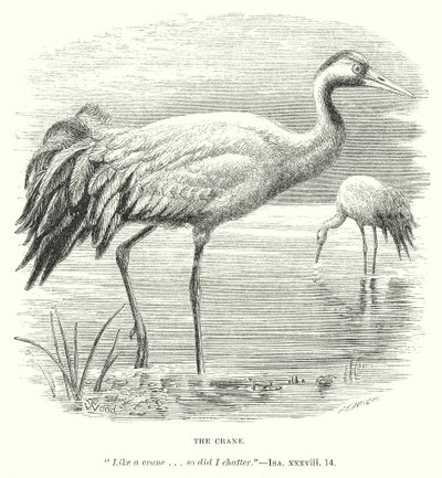 De kraanvogel (gravure) door English School