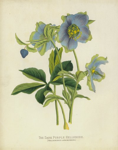 De Donkerpaarse Helleborus, Helleborus Atrorubens door English School
