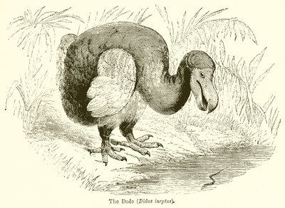 De Dodo (Didus Ineptus) door English School