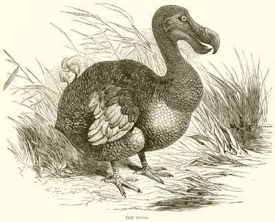 De dodo door English School