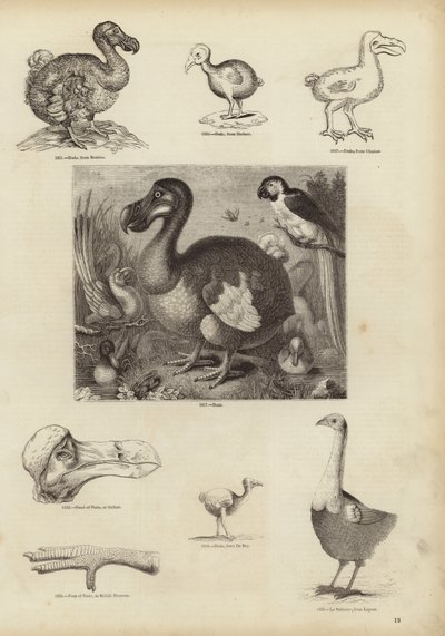 De Dodo door English School