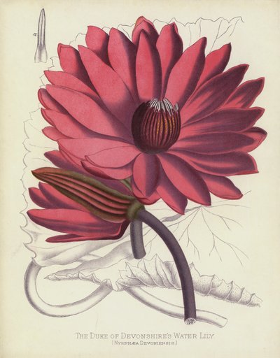 De Hertog van Devonshires Waterlelie, Nymphaea Devoniensis door English School