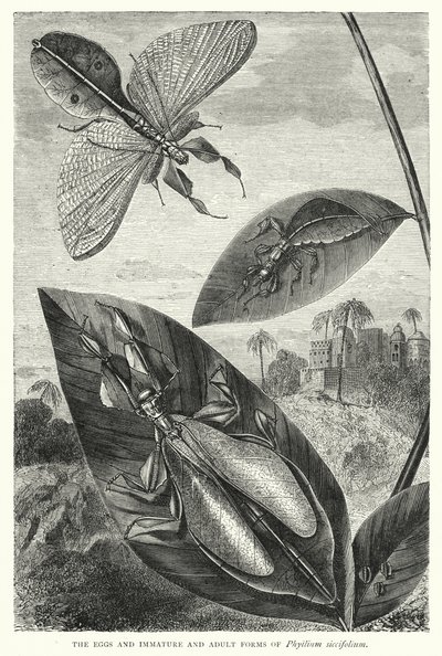 De eieren en onvolwassen en volwassen vormen van Phyllium siccifolium door English School