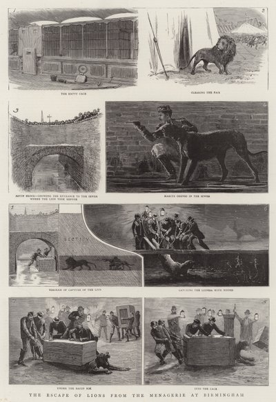 De Ontsnapping van Leeuwen uit de Menagerie in Birmingham door English School