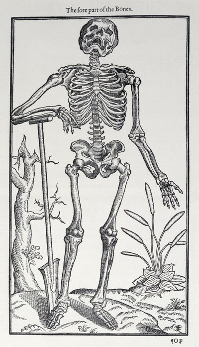 De voorzijde van de botten, plaat uit The Historie of Man gepubliceerd door John Banister door English School