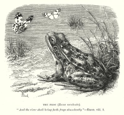 De kikker (Rona Esculenta) (gravure) door English School