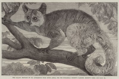 De Galago, gebracht door Dr Livingstone uit Zuid-Afrika voor de Zoological Society