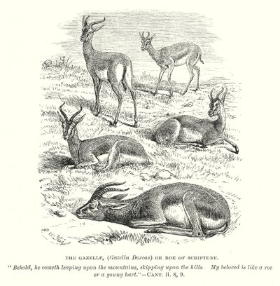 De Gazelle (Gazella Dorcas) of Ree van de Schrift (gravure) door English School