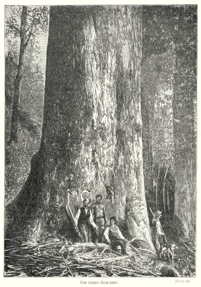 De reusachtige kauwgomboom (gravure) door English School