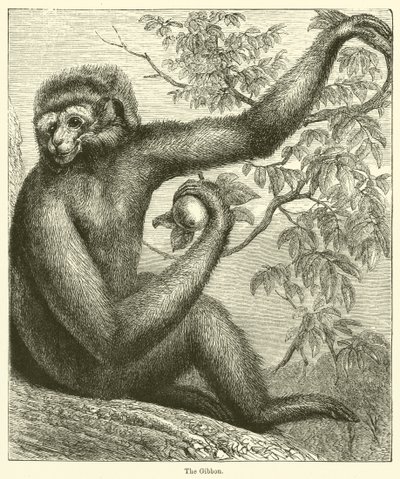 De Gibbon door English School