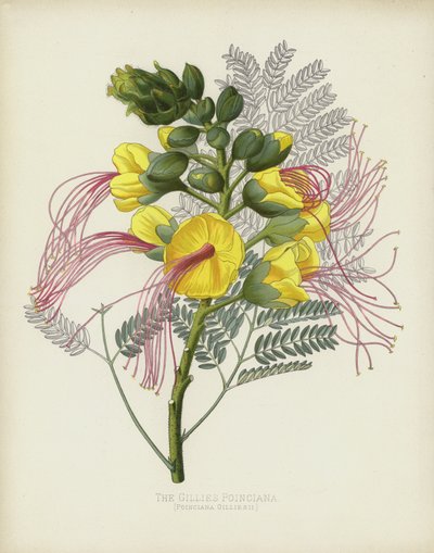 De Gillies Poinciana, Poinciana Gilliesii door English School