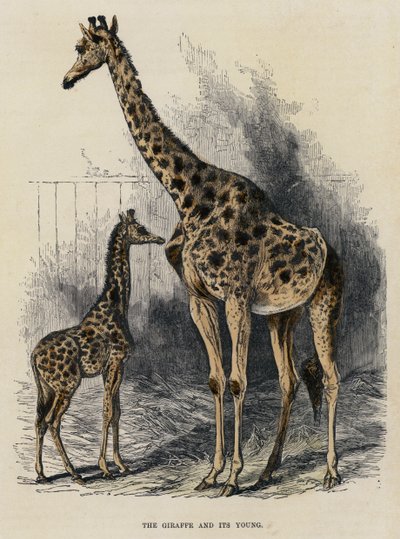 De giraffe en haar jong door English School