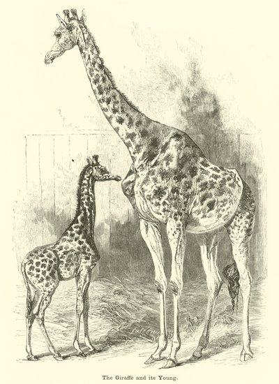 De giraffe en zijn jong door English School