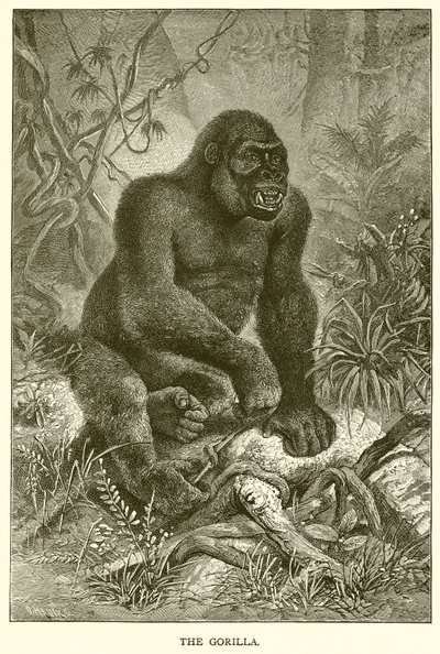 De gorilla door English School