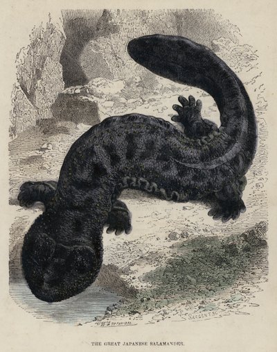 De grote Japanse salamander door English School