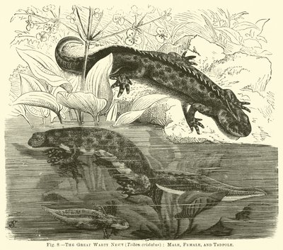 De Grote Wrattennewt (Triton cristatus), Mannetje, Vrouwtje en Kikkervisje door English School