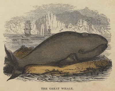 De Grote Walvis door English School