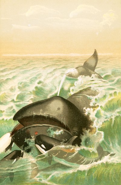 De Groenlandse Walvis door English School
