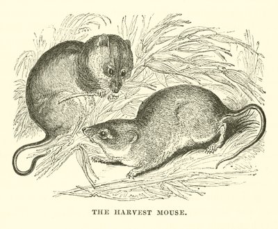 De oogstmuis (gravure) door English School