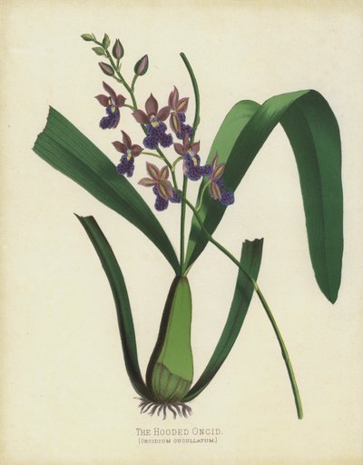 De Gehoede Oncid, Oncidium Cuccullatum door English School