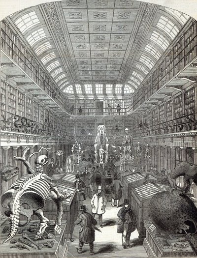 Het Hunterian Museum, bij het Royal College of Surgeons, uit 