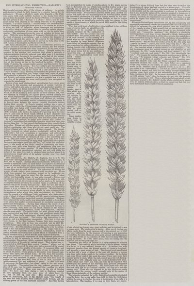 De Internationale Tentoonstelling, Hallett