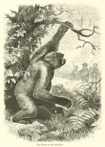 De koning van de gorilla